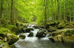 A forest stream with rocks and trees. - The Drumbeg Hotel (Drumbeg)