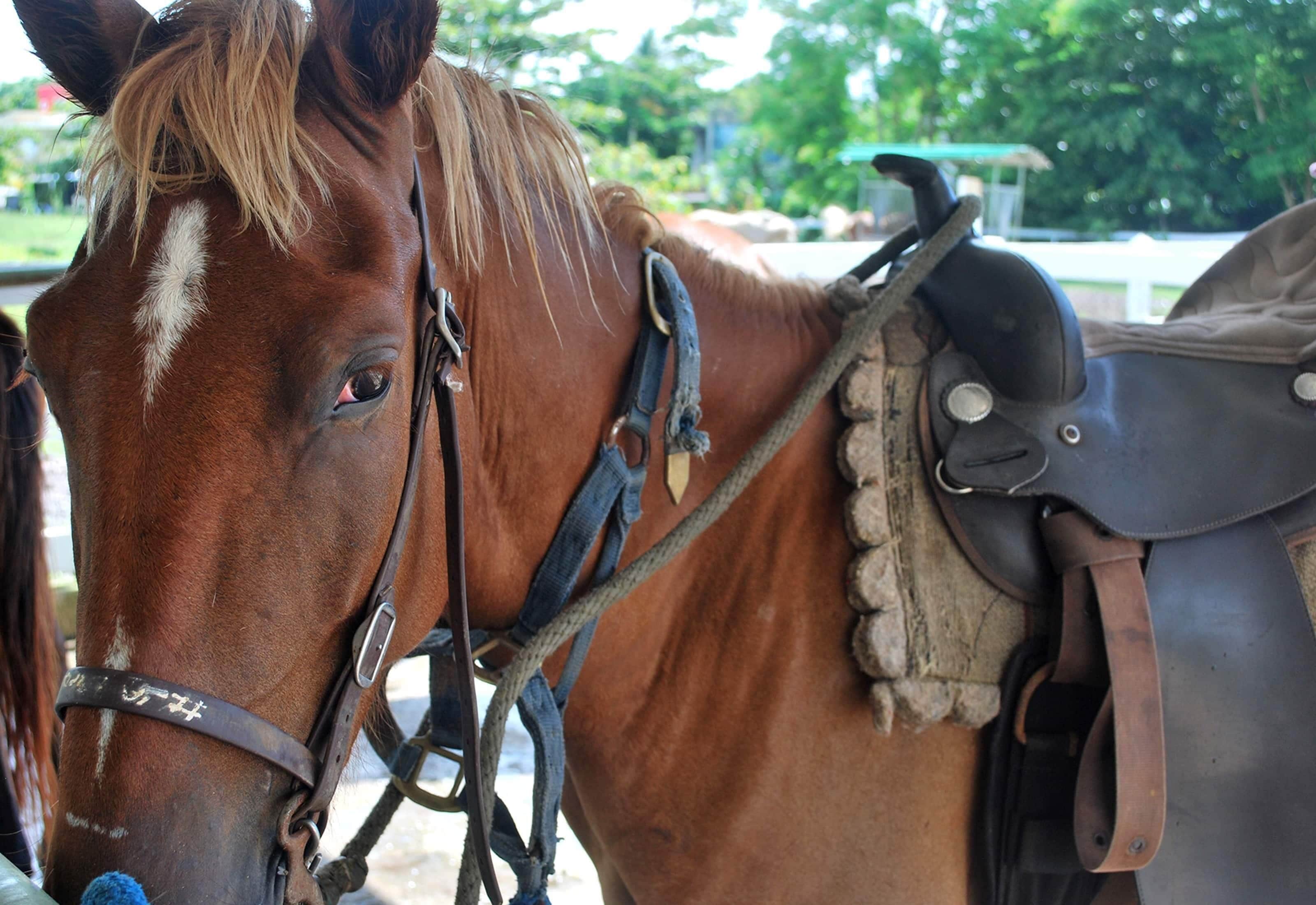 Primer plano de un caballo con cabezada y montura.