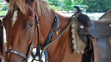 Primer plano de un caballo con cabezada y montura.
