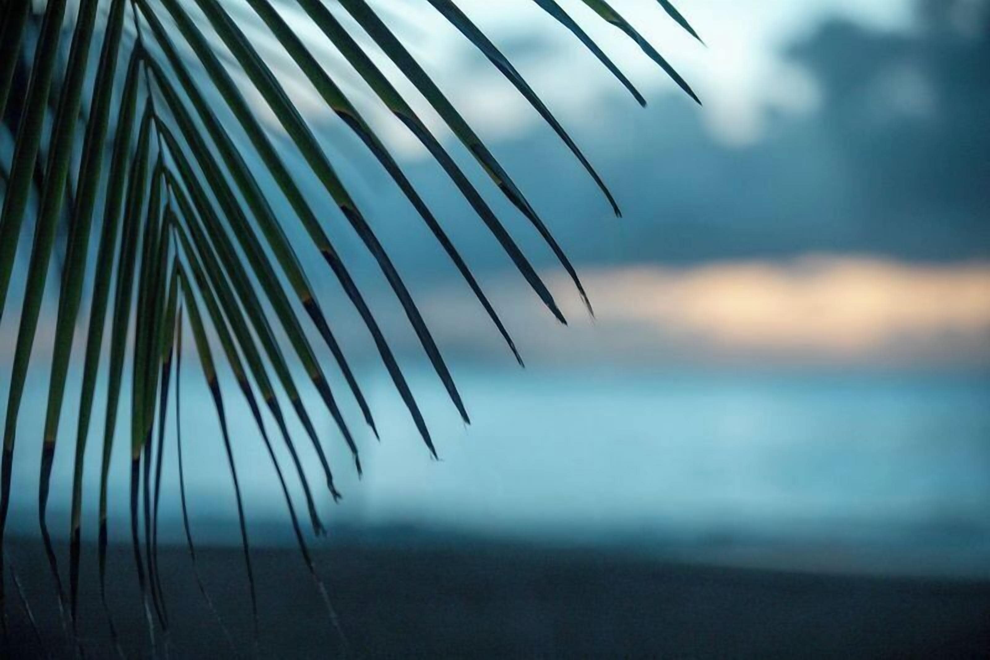 Primer plano de una hoja de palmera sobre un fondo desenfocado.