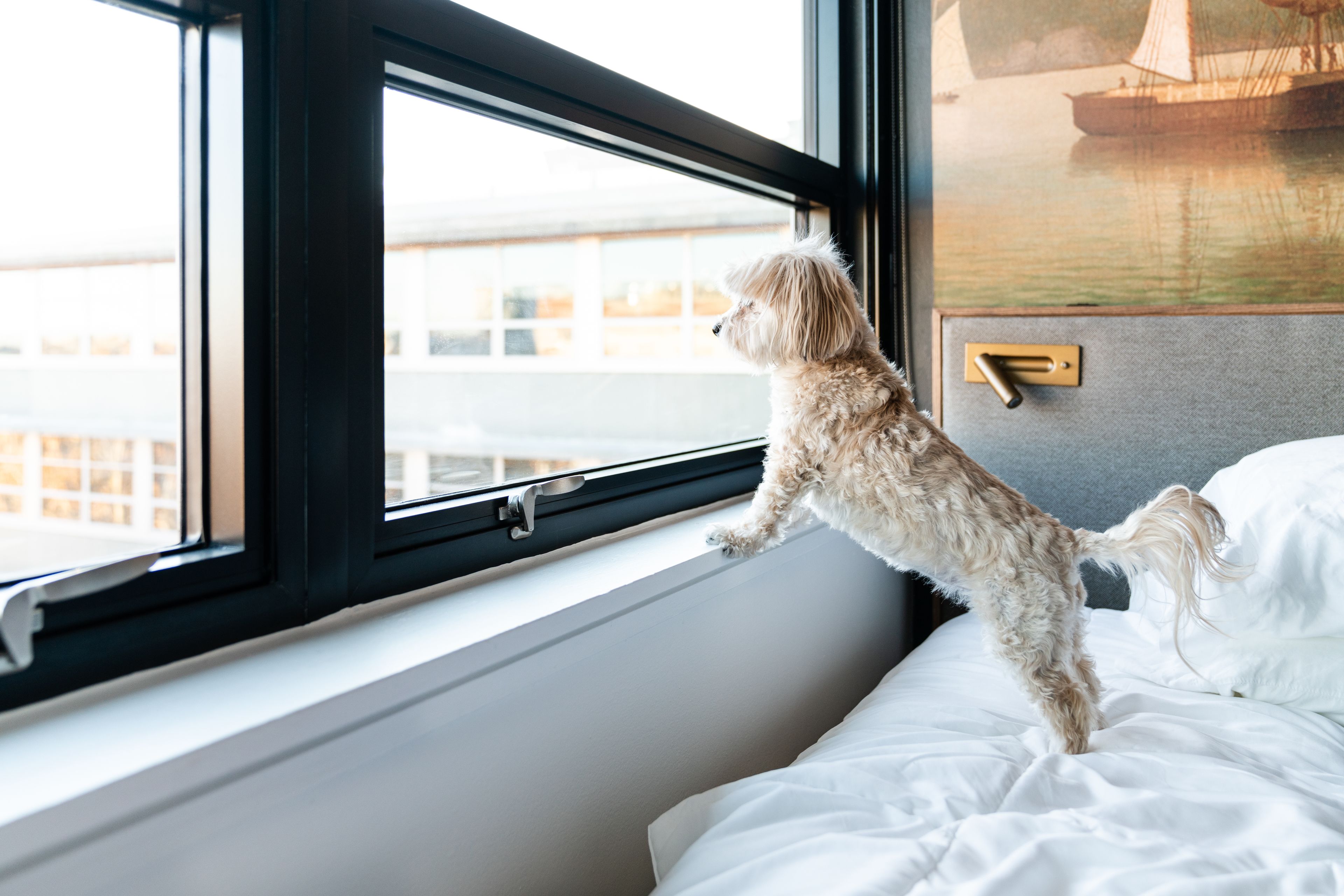 A small dog standing on a bed near a window with a view of buildings outside.