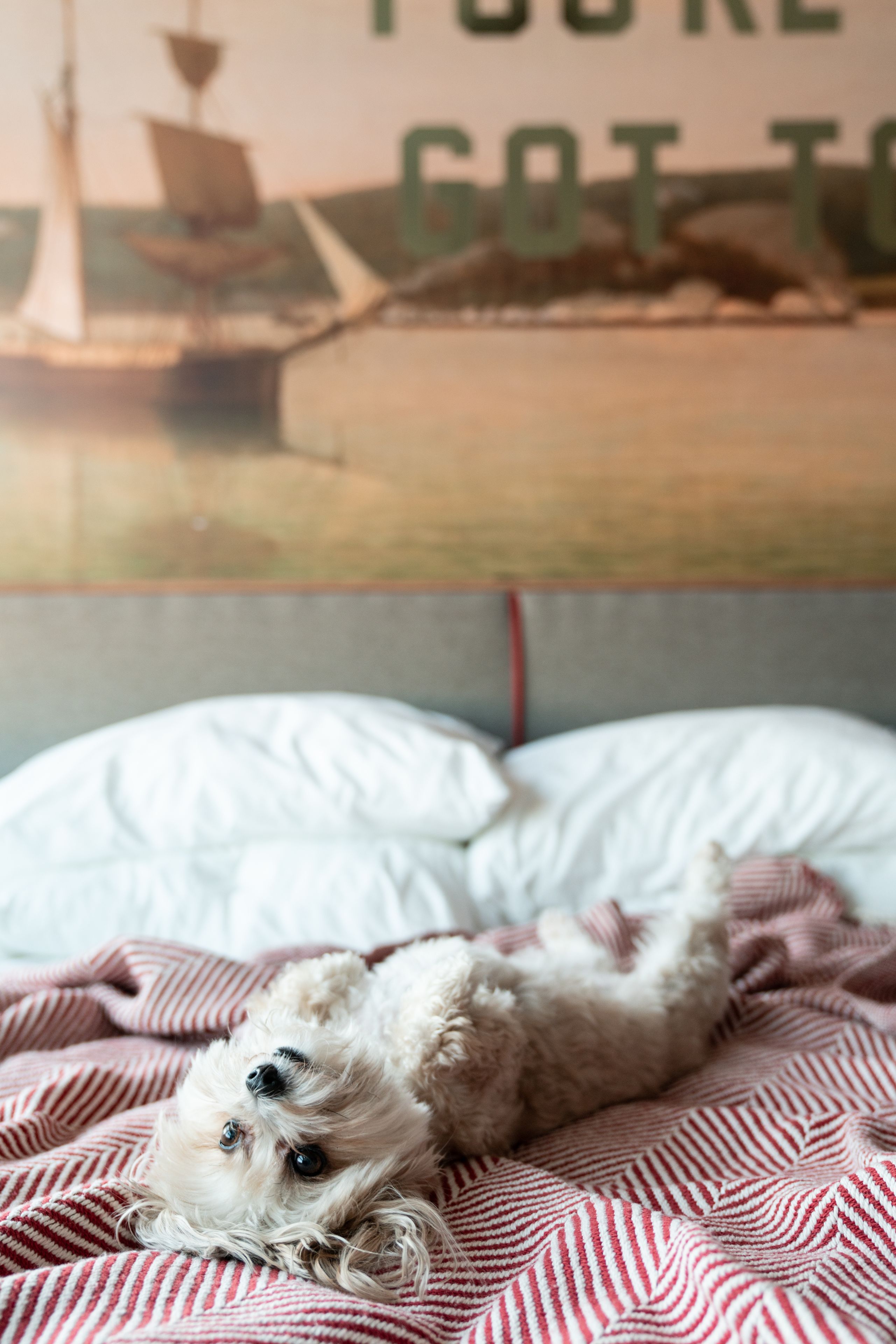 Ein kleiner Hund liegt auf einem Bett mit einer gestreiften Decke.