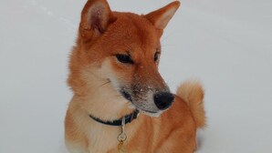 Pet-friendly - Atlantis Village (Kittila)
