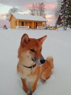 Pet-friendly - Atlantis Village (Kittila)