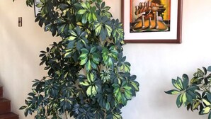 A staircase with potted plants, a framed certificate, and a framed artwork on the wall. - Valle del Inca (Cajamarca)