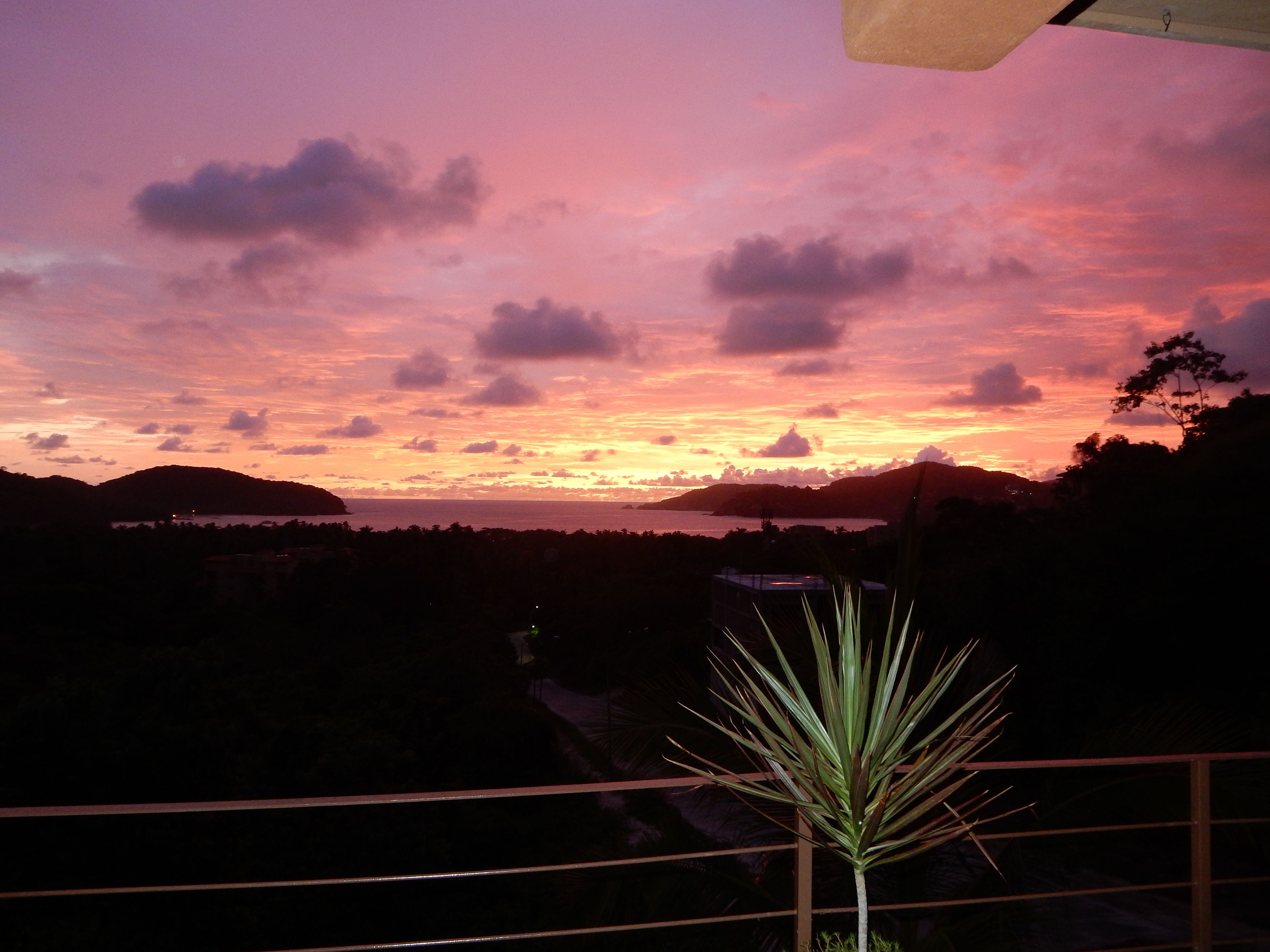 A sunset view from a balcony with a plant in the foreground.
