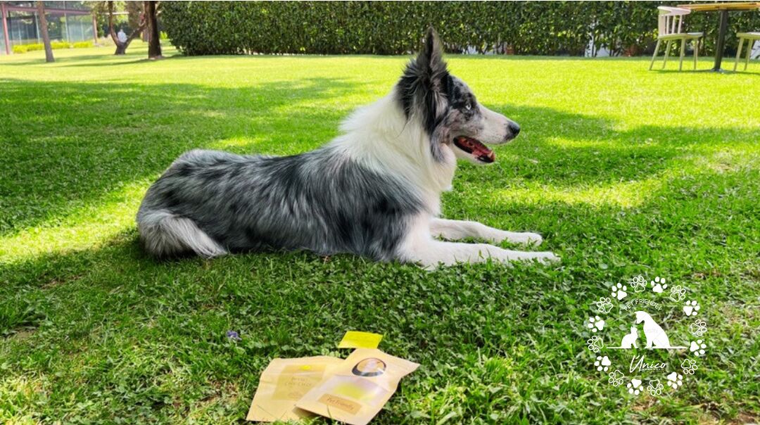 A dog lying on grass with a paper on the ground.