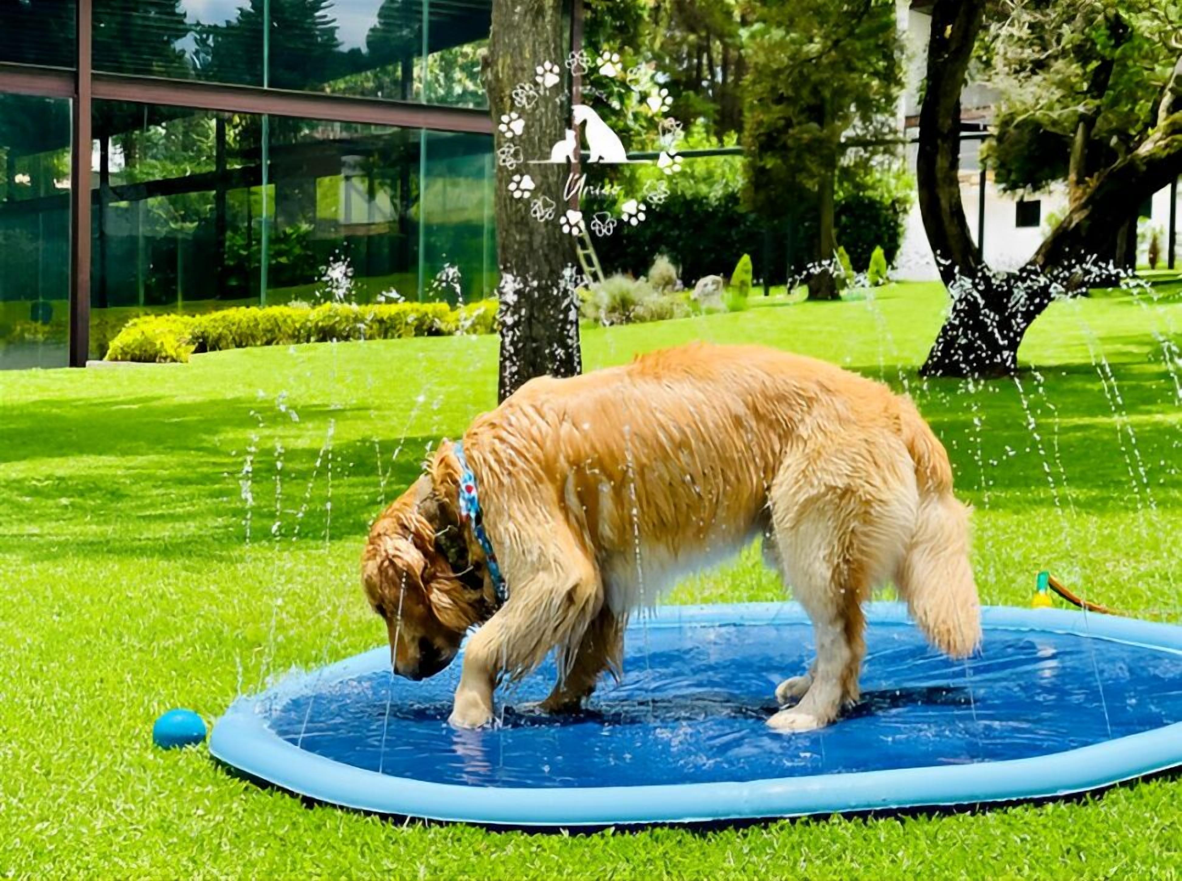Pet-friendly amenities