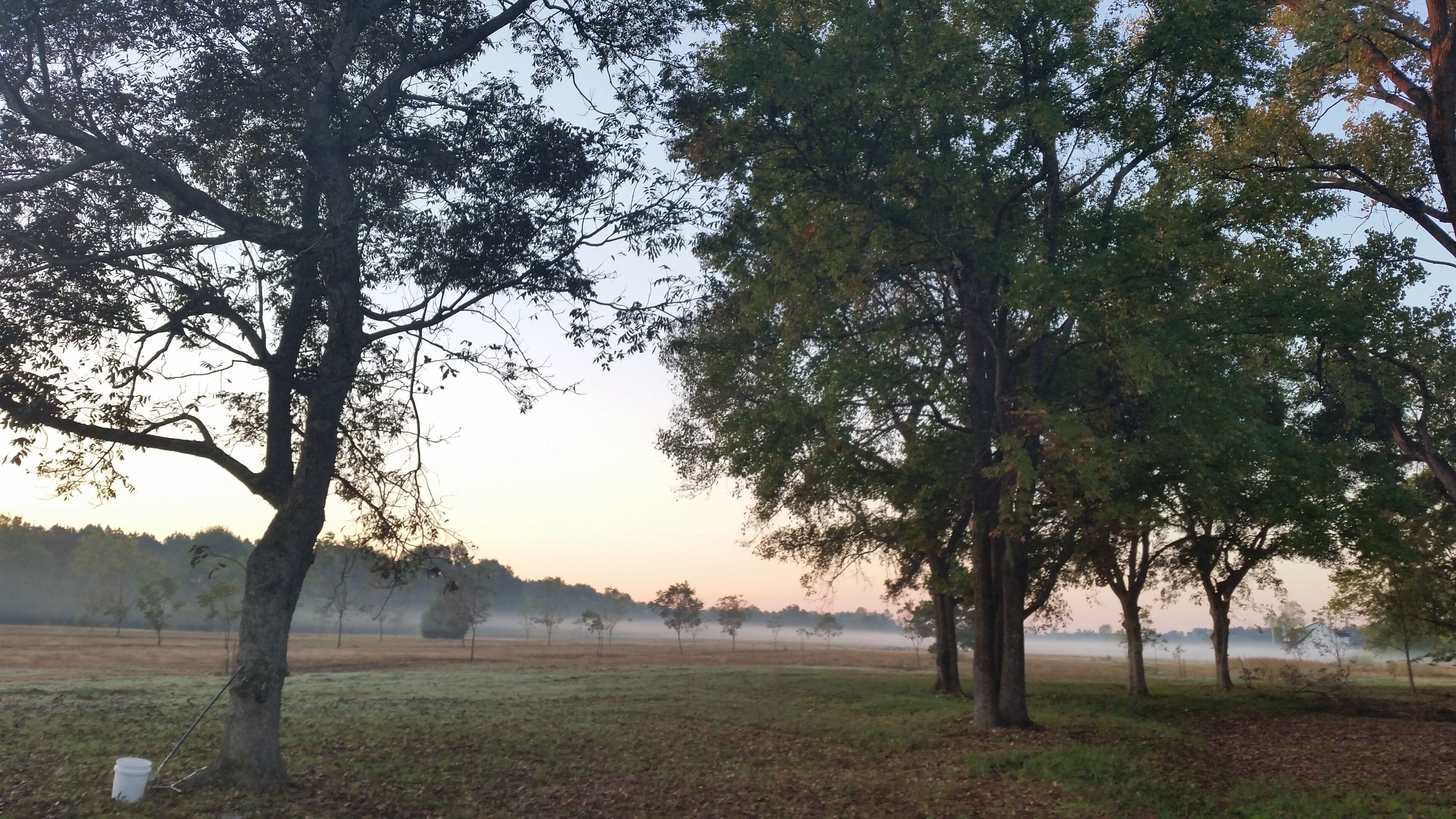 Un paysage rural avec des arbres et un champ brumeux.