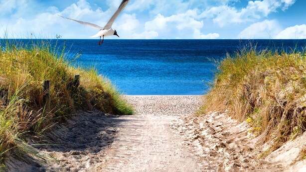 Ein Sandweg am Strand, der zum Meer führt, mit einer Möwe, die darüber fliegt.