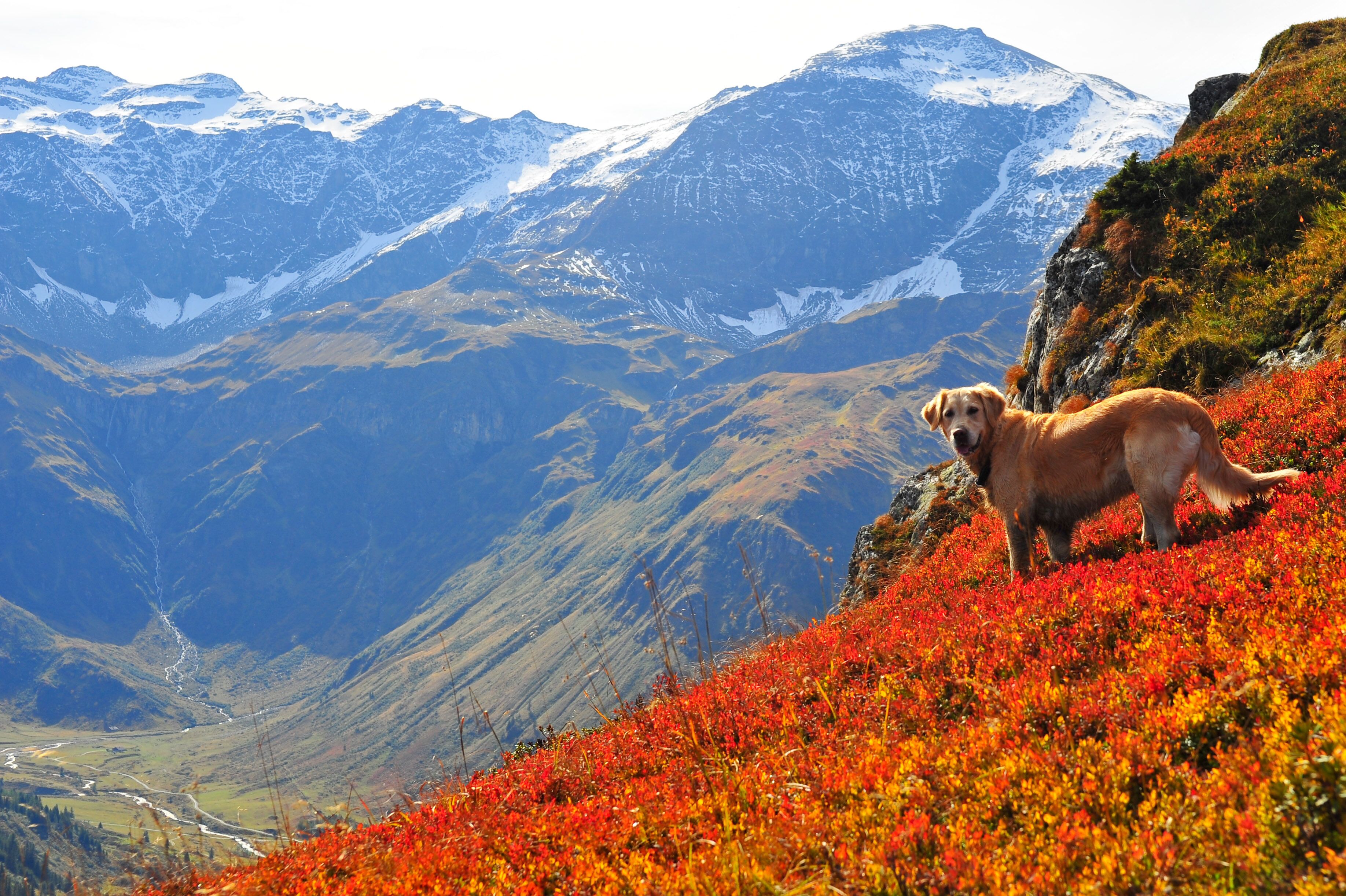 A mountain landscape with a dog on a slope.