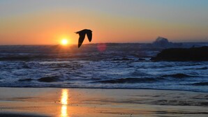 A sunset over the ocean with a silhouette of a bird flying over the water. - Where the river meets the beautiful Oregon Coastline. (Gold Beach)