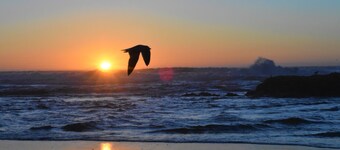 Haustierfreundlich! Fühlt sich wie zu Hause und erschwingliche Preise