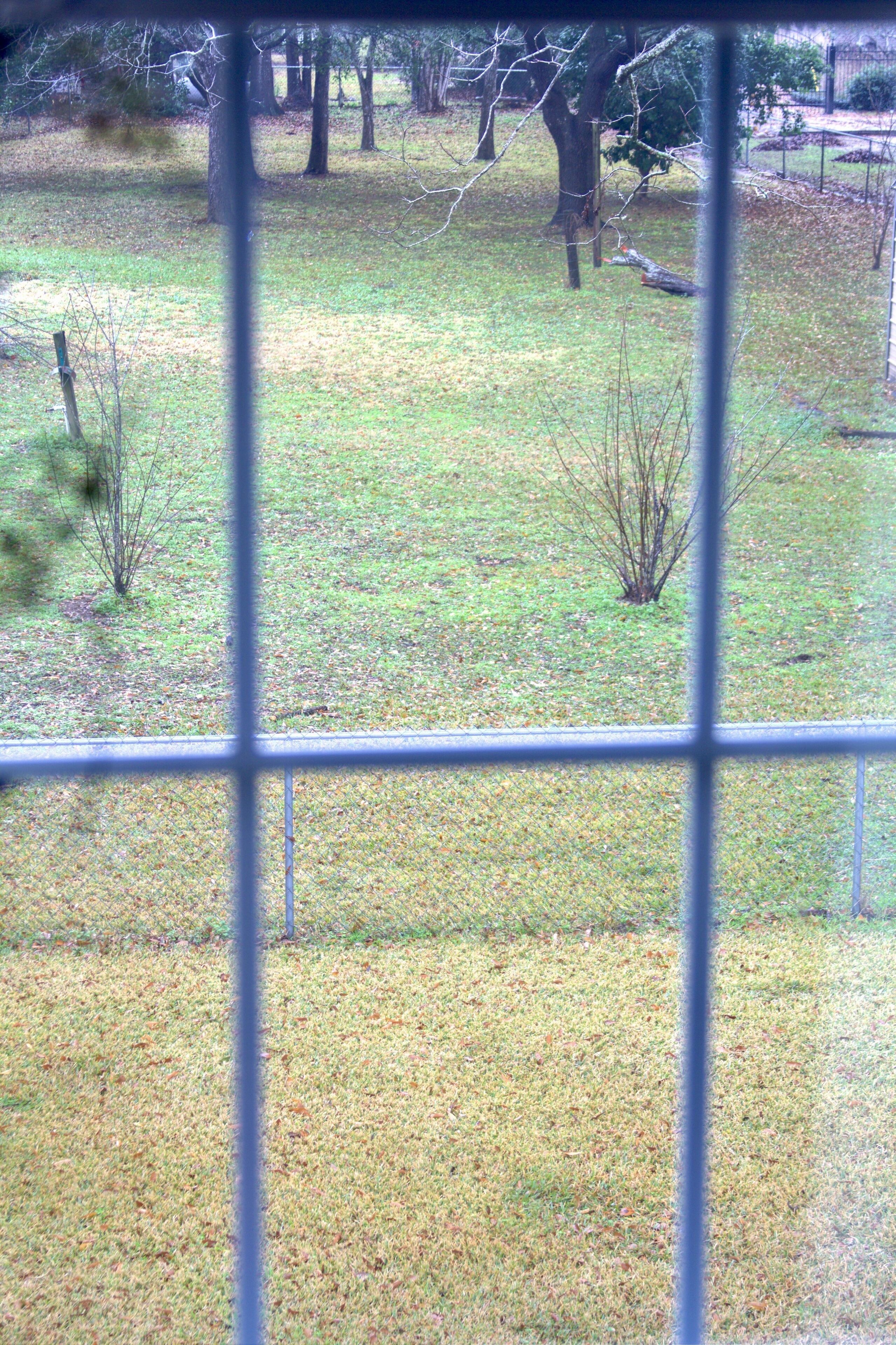 A view through a window of a grassy yard with trees and a fence.