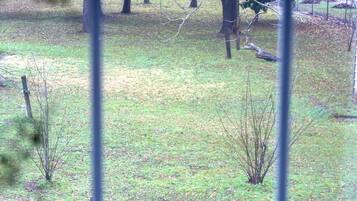 A view through a window of a grassy yard with trees and a fence.