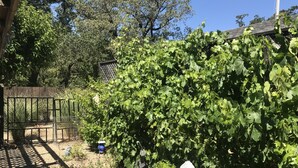 A garden with a statue, a fence, and a pergola. - Sonoma Retreat w/ Pool, Spa & Spacious Yard – Near Wineries & Sonoma Plaza (Sonoma)