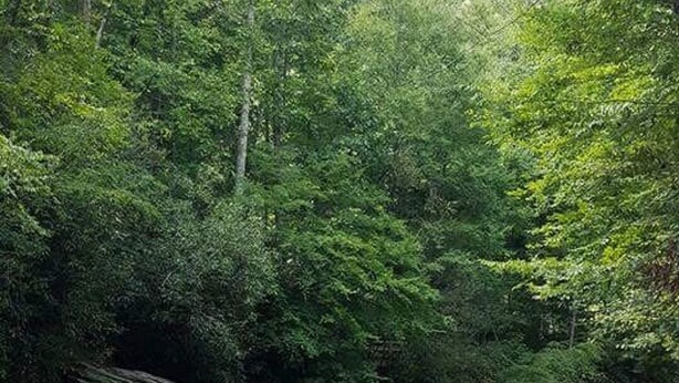 A natural setting with a river, surrounded by dense greenery and rocks. - An Inspirational View.... (Horse Shoe)