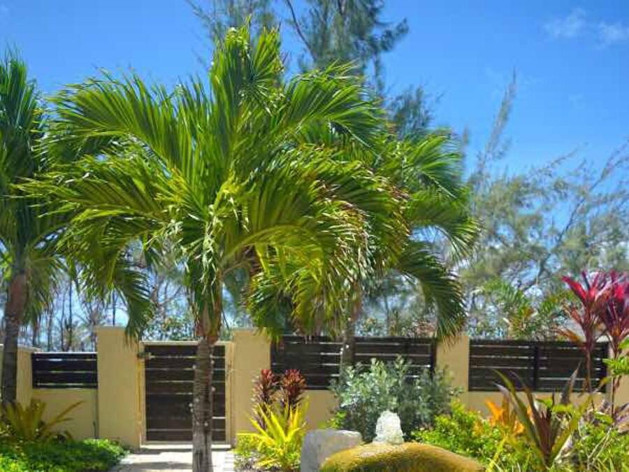 A tropical garden with palm trees, a fountain, and a building with a gated entrance.