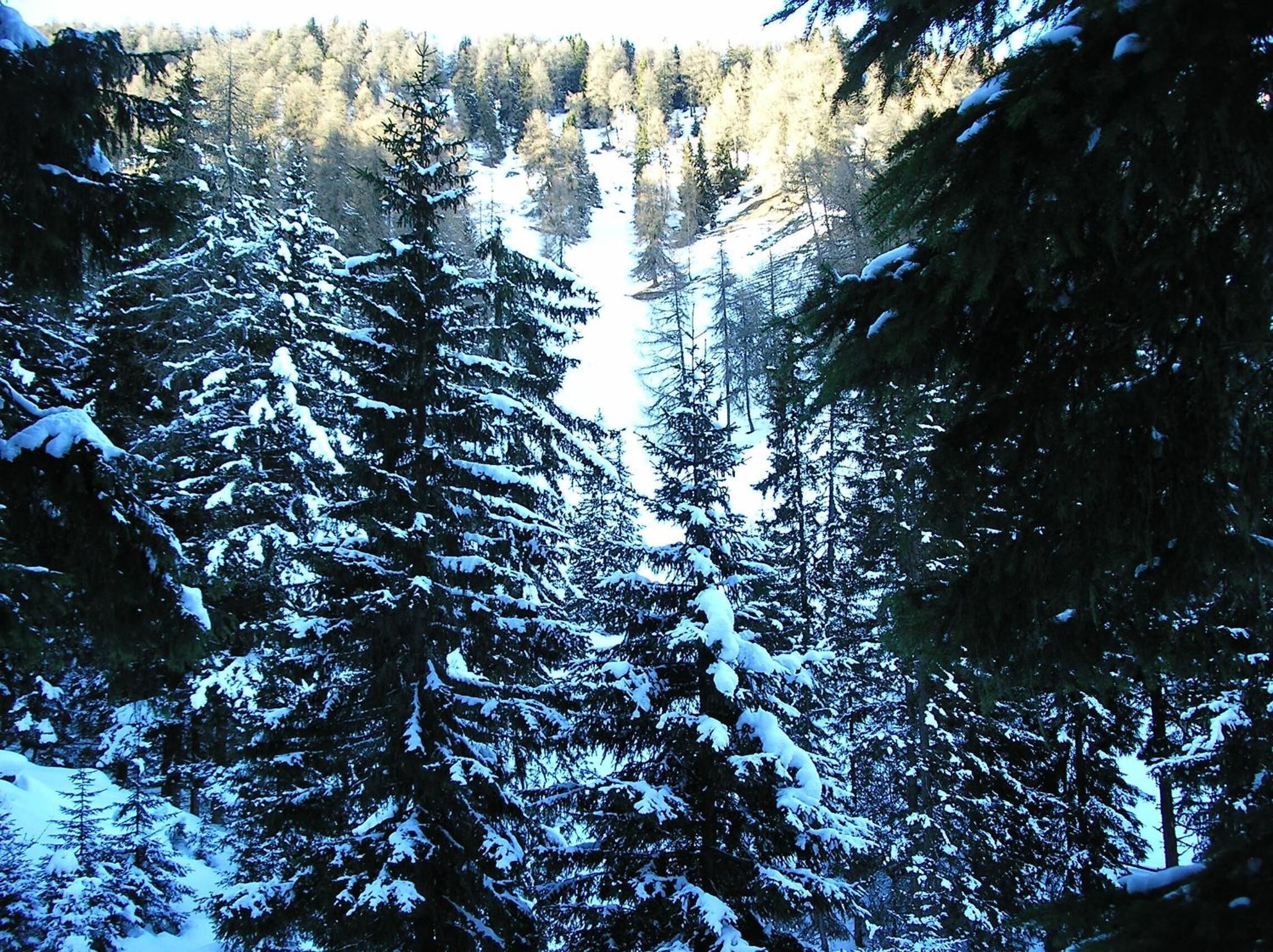 Una fitta foresta con alberi innevati.