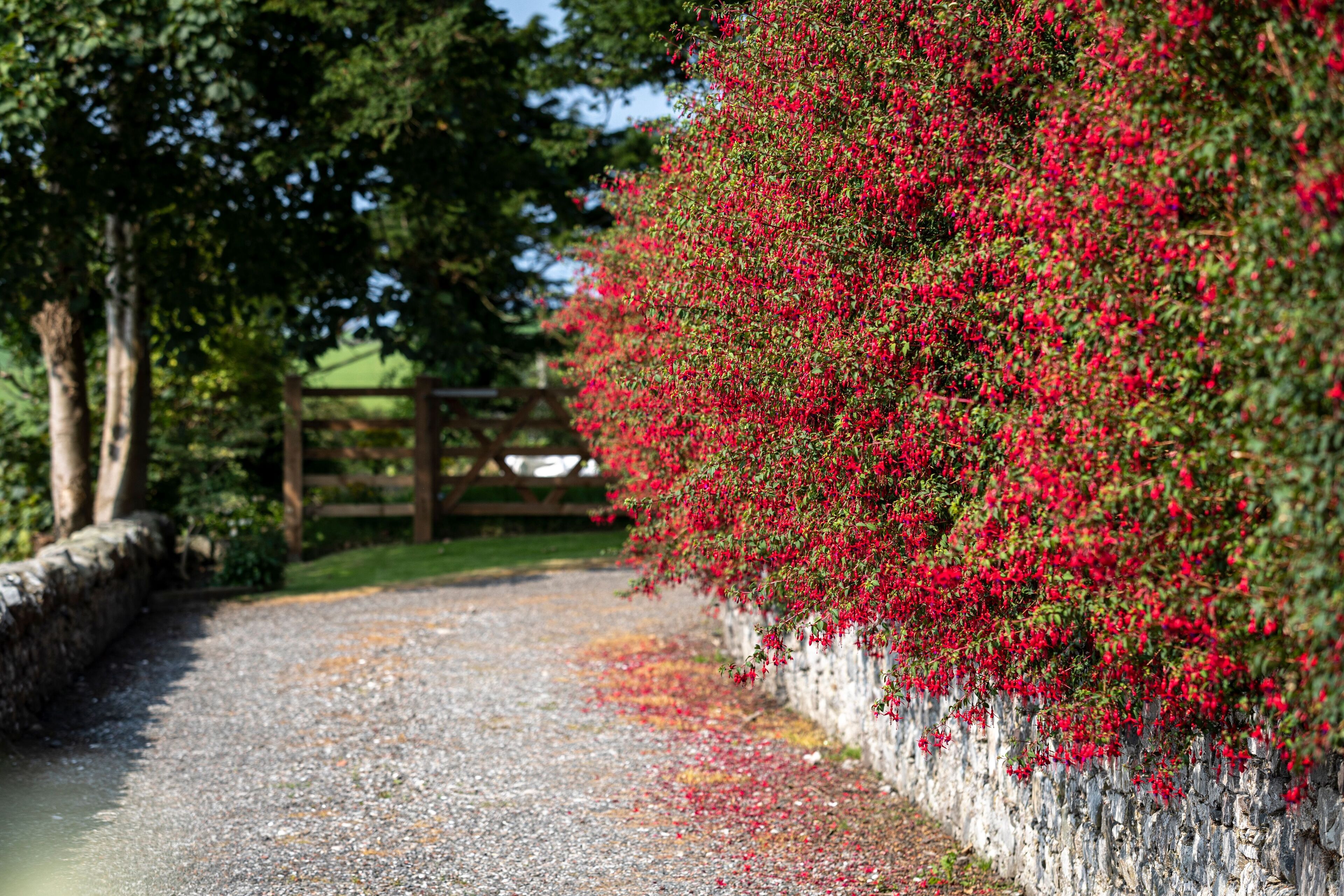 A gravel path with a stone wall on one side and a wooden fence in the background.