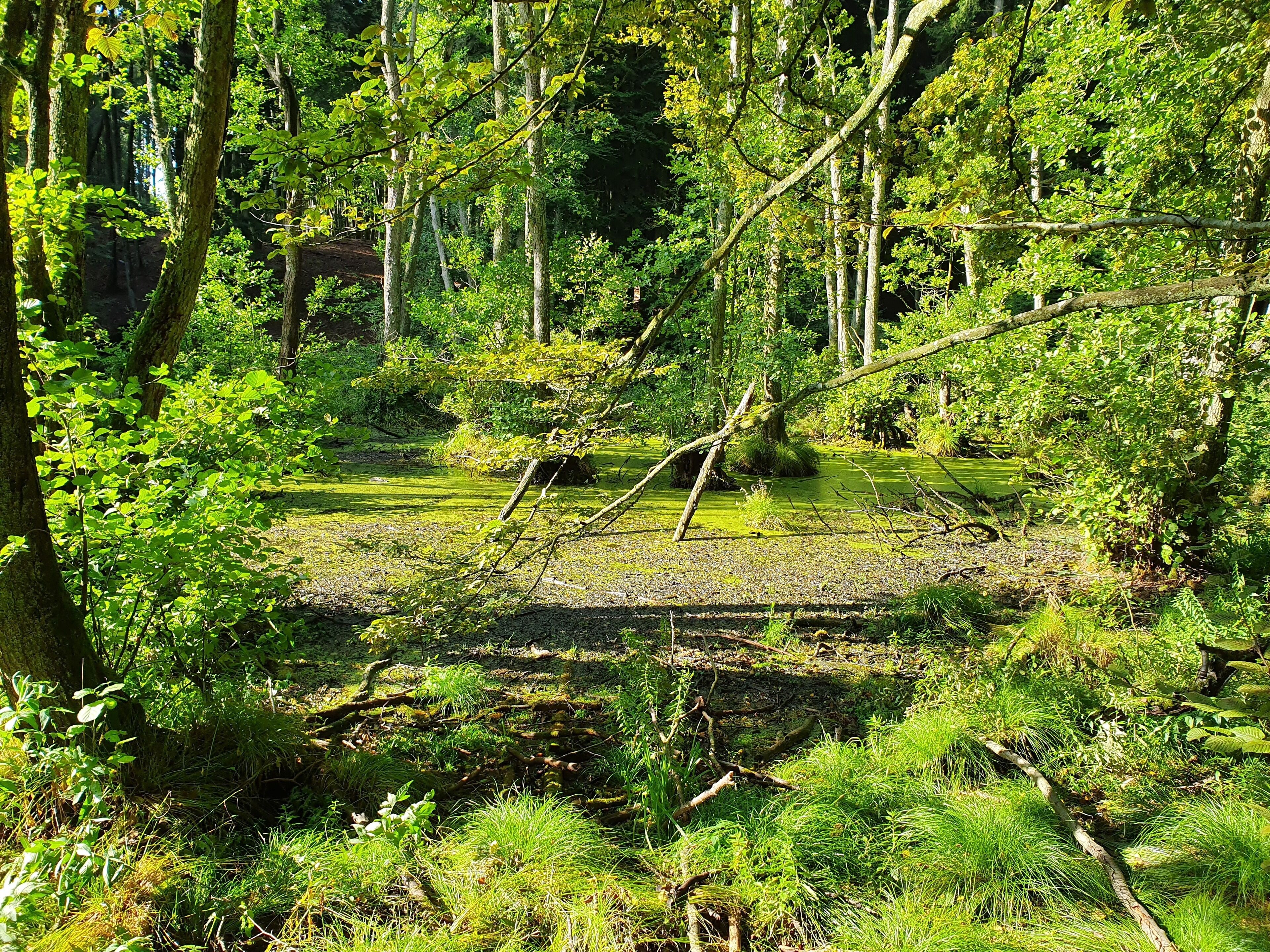 Herthasee im Nationalpark Jasmund
