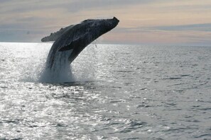Une baleine qui surgit à la surface de l’eau.