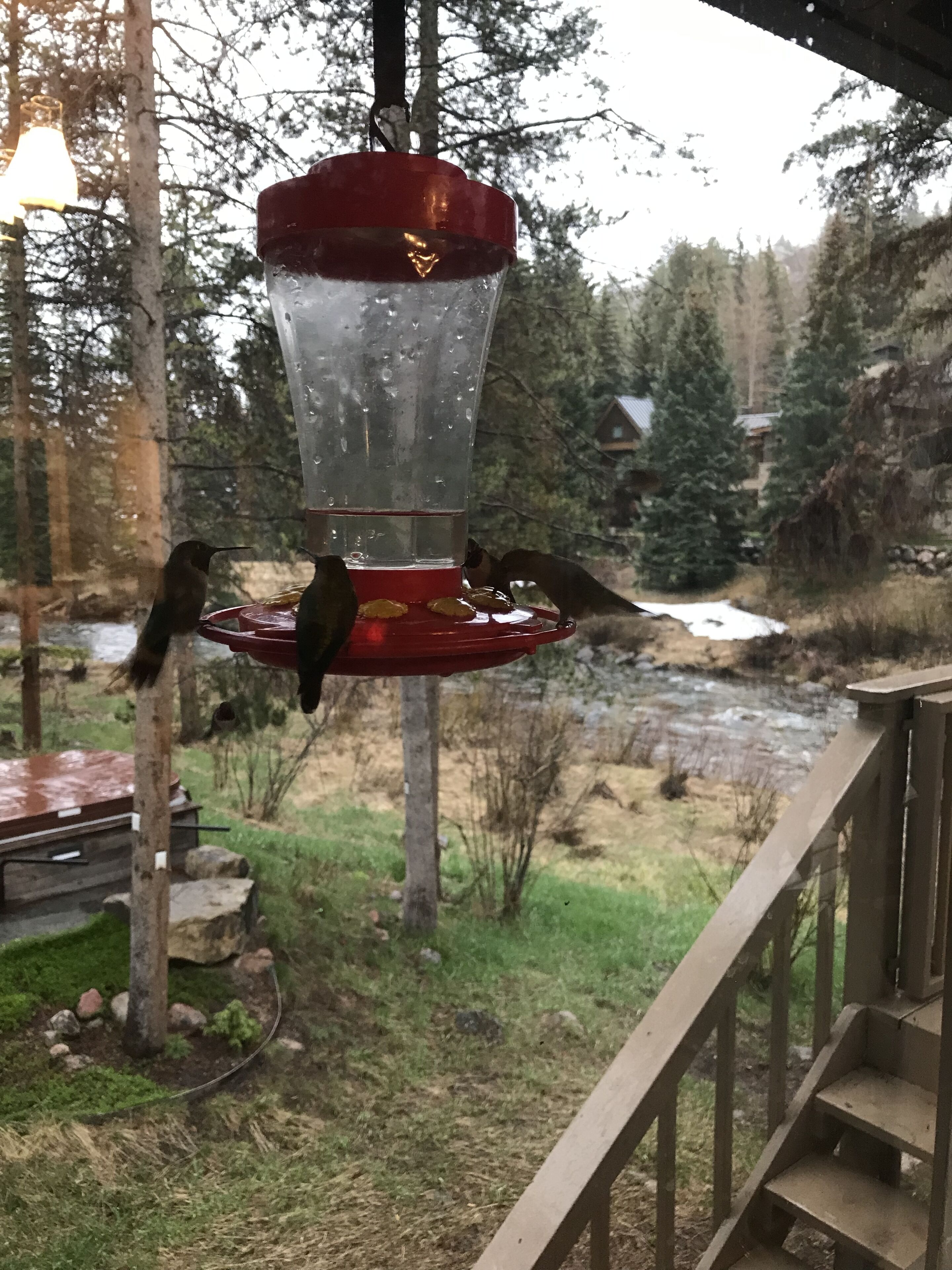 A bird feeder with two birds on it, surrounded by trees and a river in the background.
