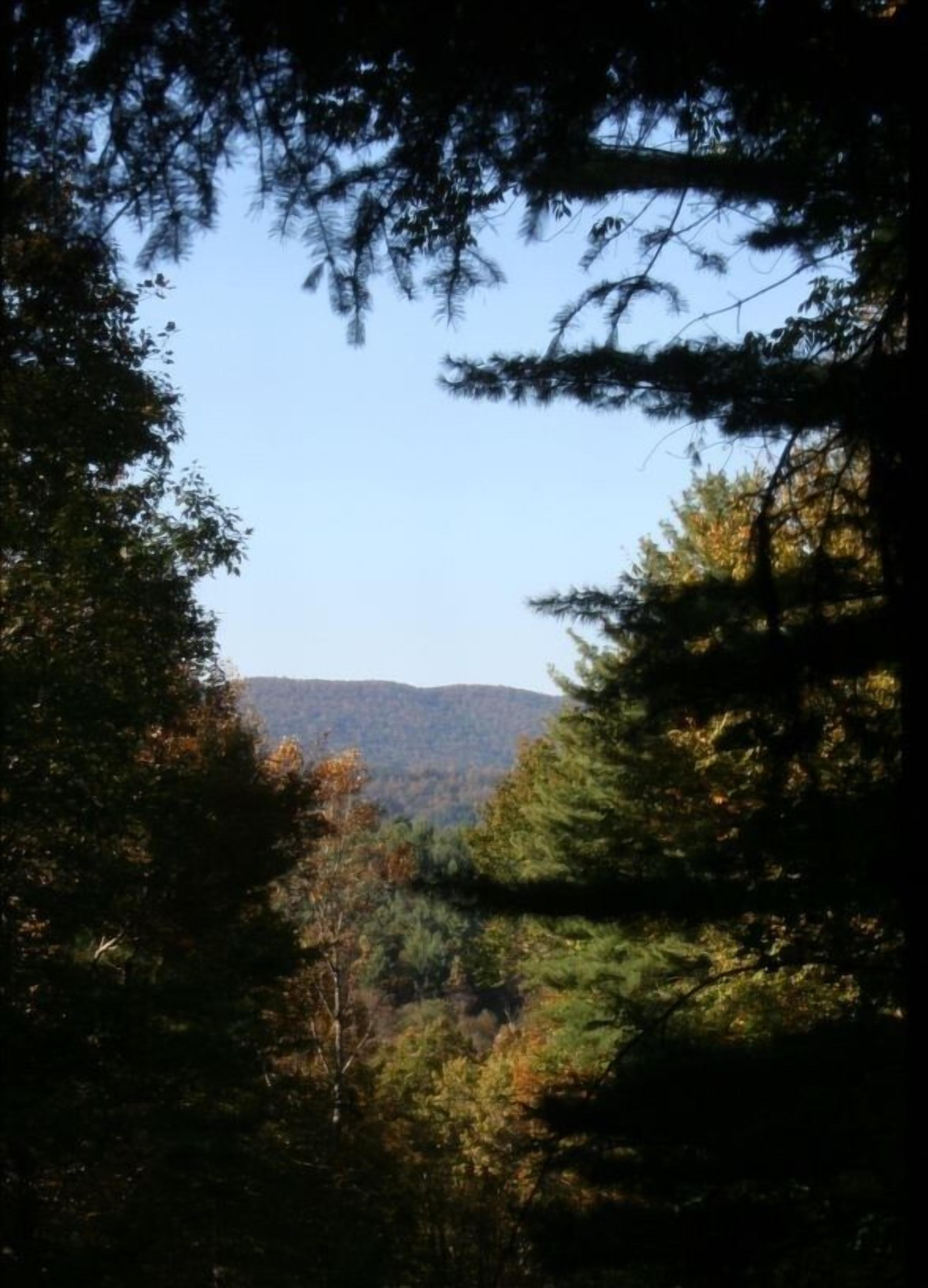 A forested area with a mountain in the background.