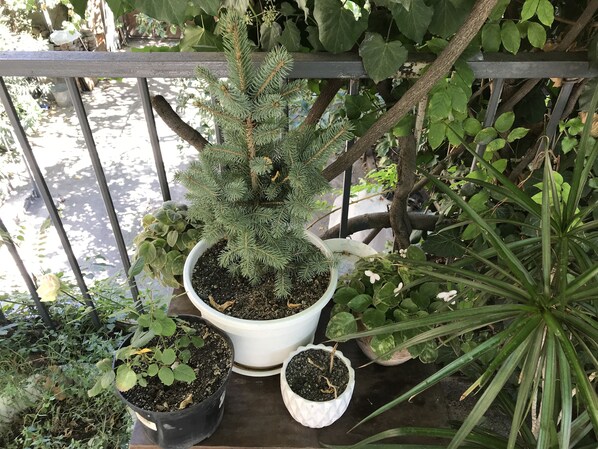 Exterior - Talaveri Apartment in Old Tbilisi (Tbilisi)