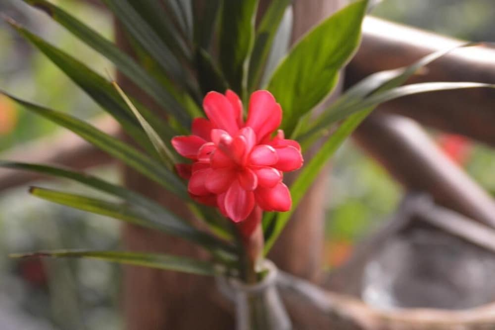 Tree Tops Bed and Breakfast by null