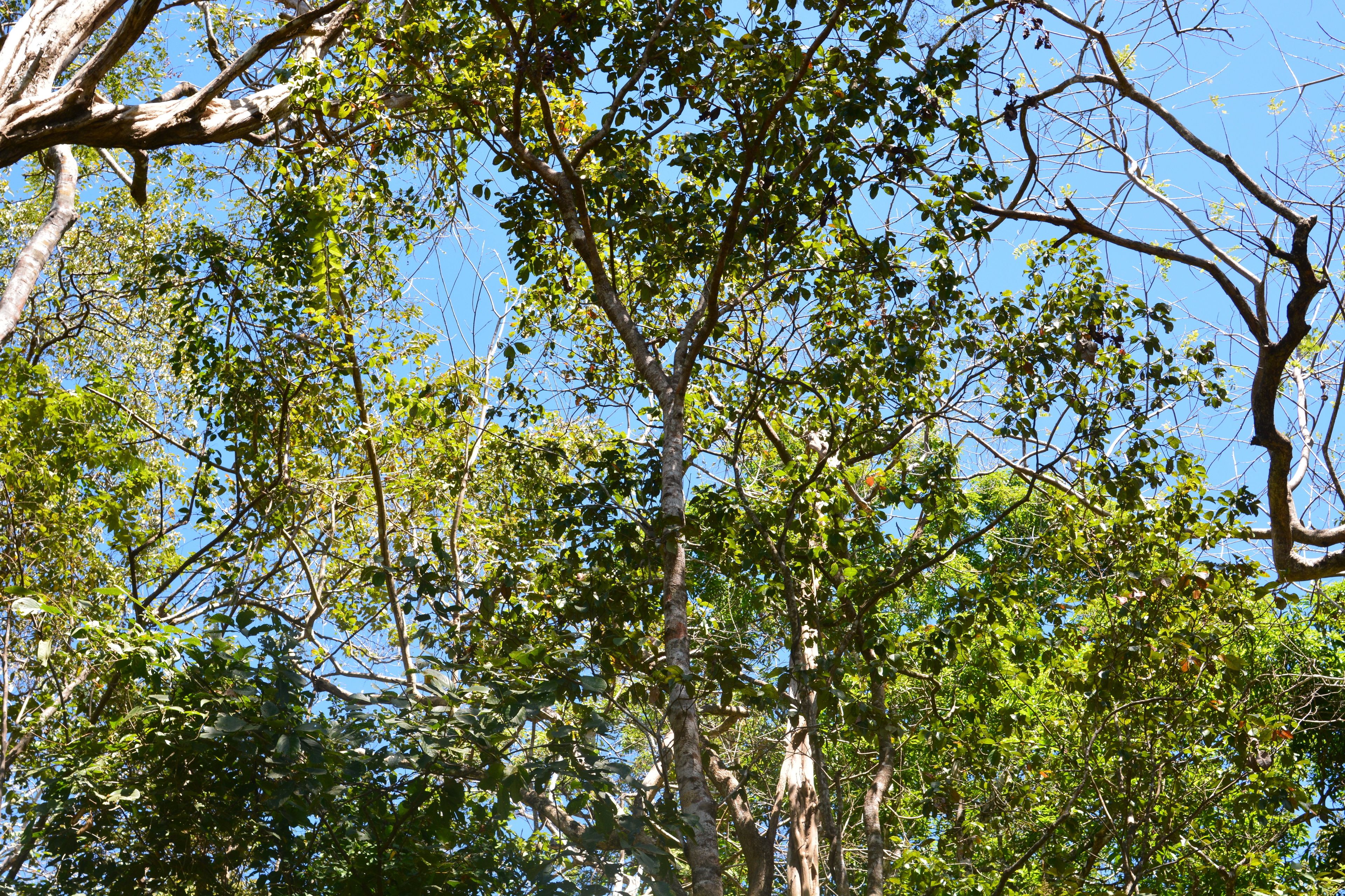 A dense forest with tall trees and a clear blue sky.