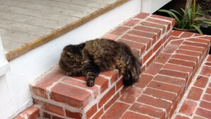 A cat resting on a brick staircase. - Delightful, Relaxing, Restored Historic Apartment in Montrose section of Houston (Houston)