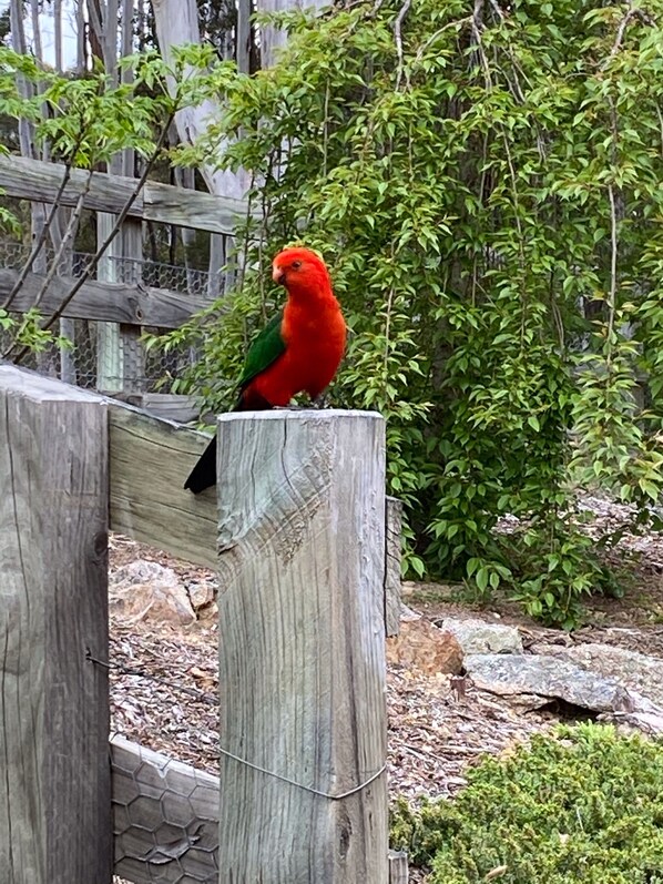 A red parrot perched on a wooden post in a zoo enclosure with a wooden fence and green foliage in the background. - Megalong Valley, home of the mill (Megalong Valley)