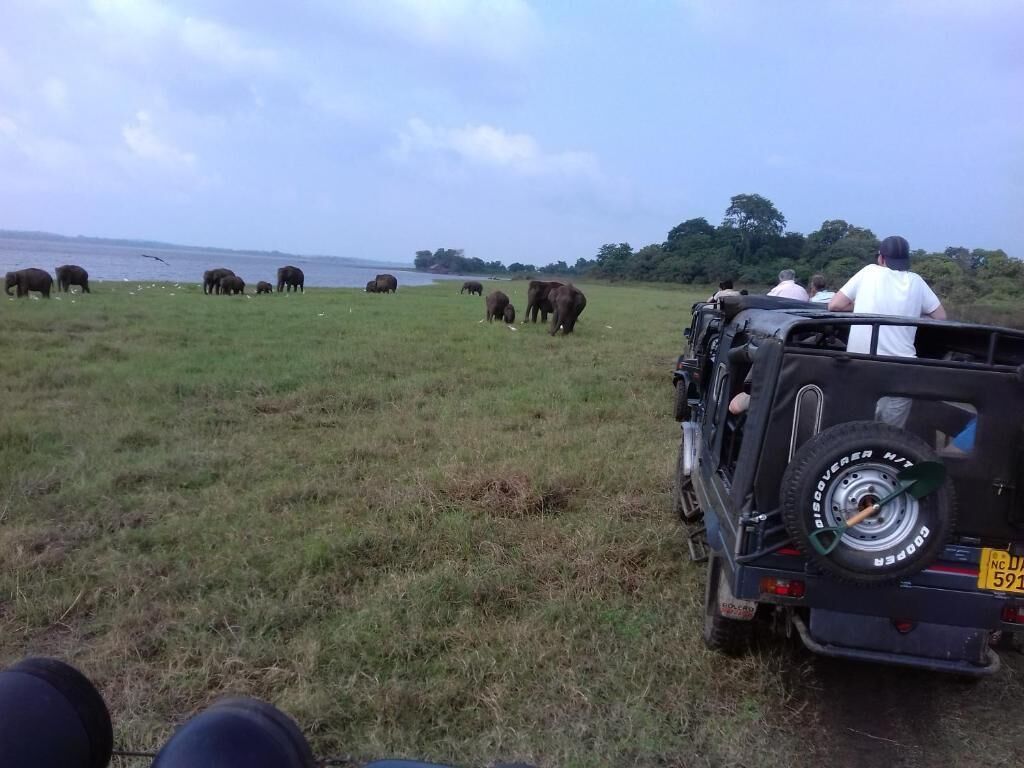 Un véhicule de safari, équipé d’une roue de secours et portant une plaque d’immatriculation, est garé dans un champ herbeux, avec des éléphants en arrière-plan.