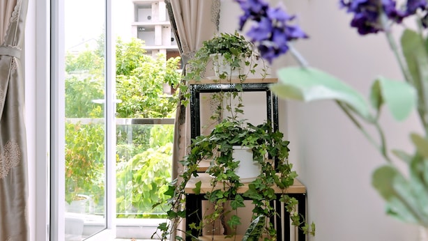 A room with a large window, a plant shelf, and a view of greenery outside. - 10 Dollar Homestay Danang - Hostel (Da Nang)