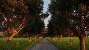 A paved pathway flanked by evenly spaced trees, leading into a distance. - NOT JUST A STAY,  we are a stay you will remember! (Kaikoura Township)