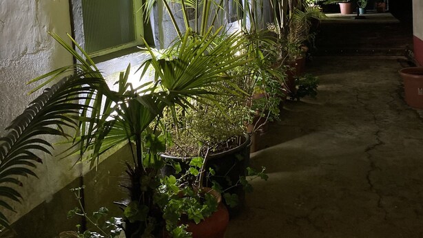 A narrow outdoor corridor with potted plants and a concrete floor. - House of Saint Margaret (Ponta Delgada)