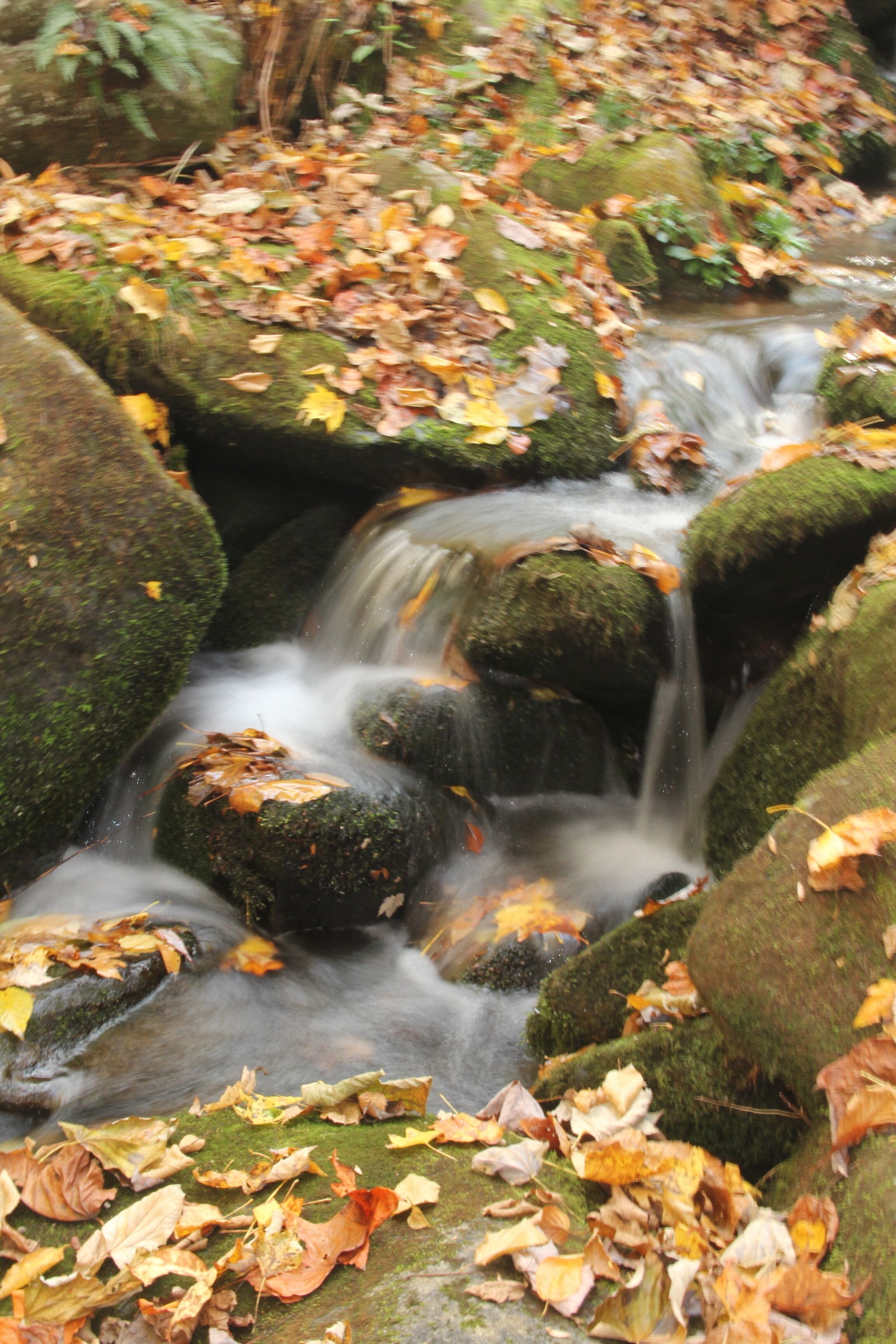 A stream flowing over moss-covered rocks with autumn leaves scattered around.
