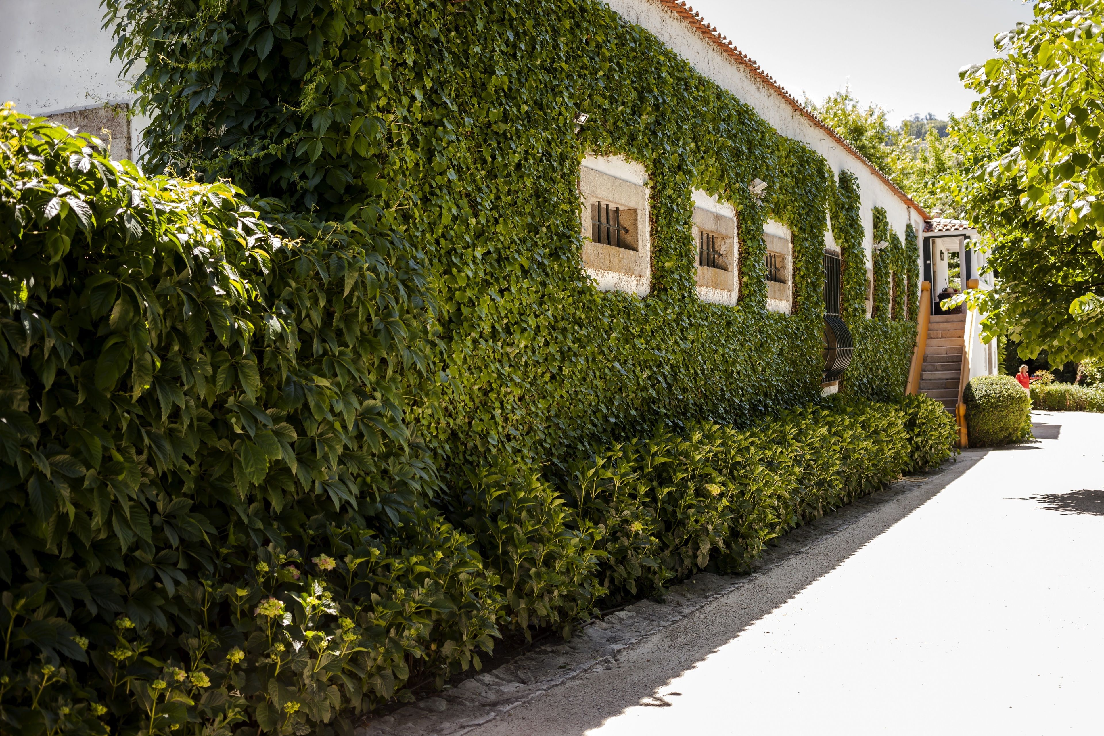 A building covered in lush green ivy, with a narrow pathway leading to a door.