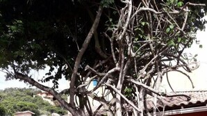 A tree with a thick trunk and sprawling branches, surrounded by a pile of rocks. - Biruta Guest House (Búzios)