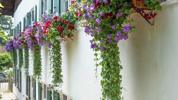 Ein Gebäude mit mehreren Blumenkästen, gefüllt mit roten und violetten Blumen.