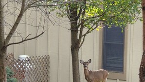 A deer in a landscaped area with a paved path, trees, and a fence.