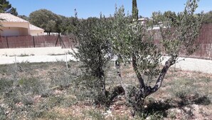 A small olive tree in a dry, gravelly area with a fence and a building in the background.