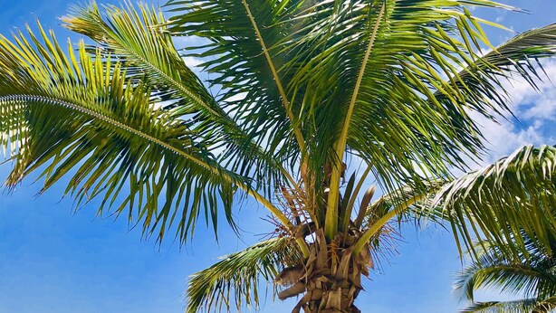 Eine Palme an einem sandigen Strand mit blauem Himmel und ruhiger See.