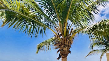 Sun loungers, beach towels