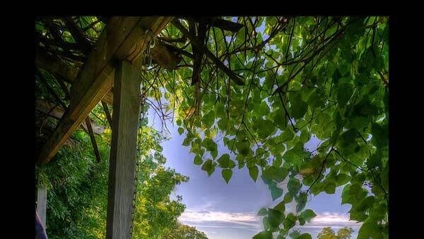 A wooden deck with a bench, surrounded by lush greenery and a view of the sea. - Mountain Top Eureka Springs Cabin with Full Glass Front Best Views in Eureka (Eureka Springs)