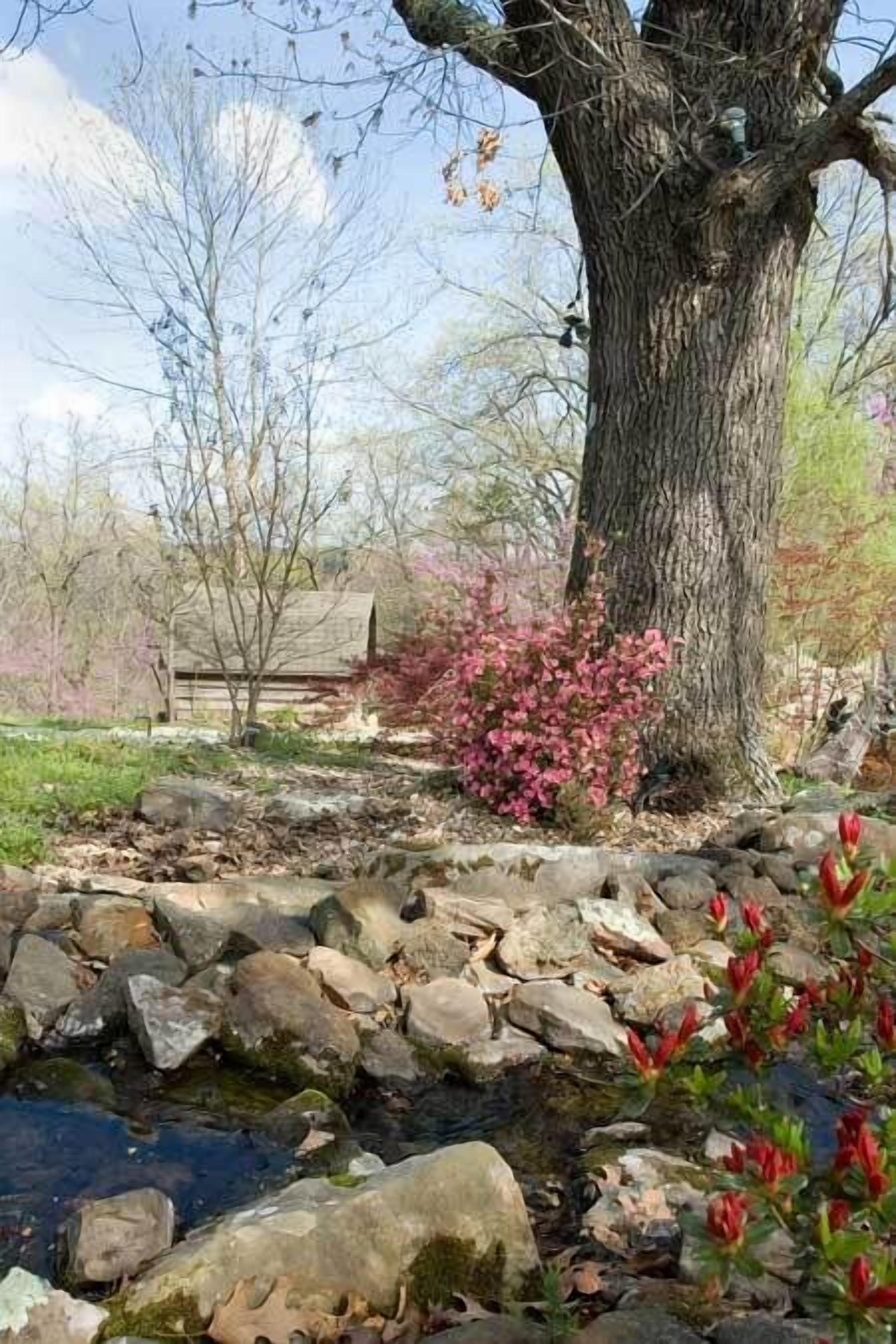 A natural landscape with a large tree, a small stream, and a wooden structure in the background.