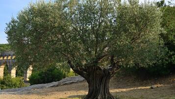 Un árbol grande con tronco grueso y follaje denso en un entorno natural.