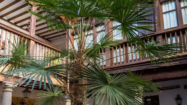 A courtyard with a central palm tree surrounded by potted plants and a wooden balcony. - La casa de los Infantes by Toledo AP (Toledo)