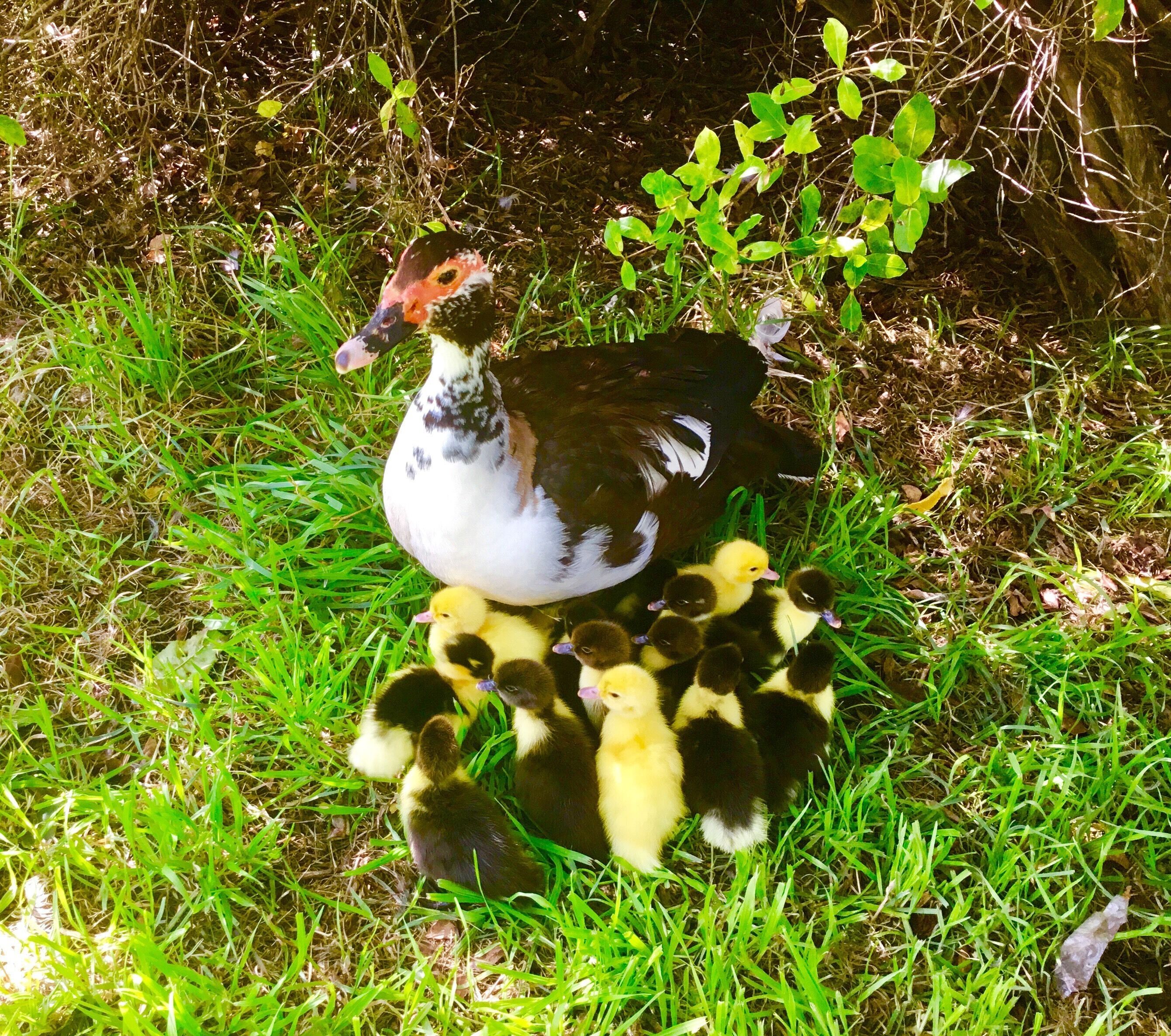 A duck with ducklings on a grassy area.